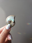Rainbow Ammonite
